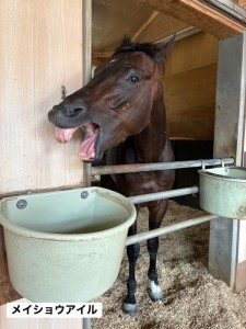 メイショウアイル7