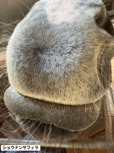 ショウナンサフィラ5