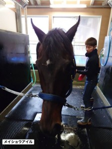 メイショウアイル