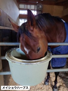 メイショウハーブス2