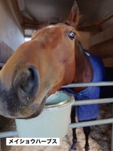 メイショウハーブス