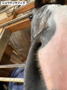 ショウナンサフィラ4