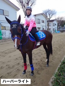 ハーバーライト