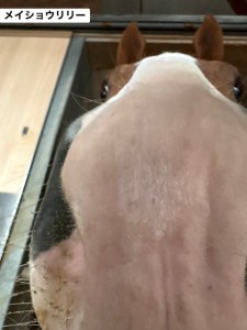 メイショウリリー3