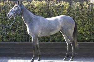 馬体のコンディション