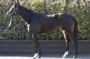 馬体のコンディション