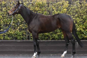 馬体のコンディション