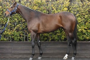 馬体のコンディション