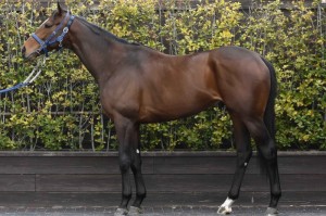 馬体のコンディション