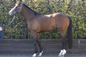 馬体のコンディション