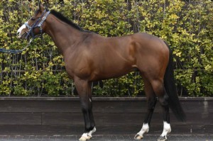 馬体のコンディション