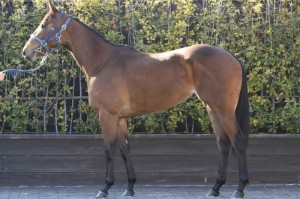 馬体のコンディション