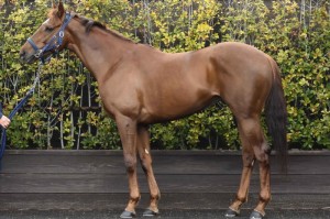 馬体のコンディション