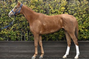 馬体のコンディション