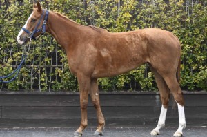 馬体のコンディション