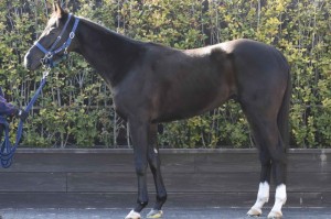 馬体のコンディション