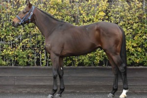 馬体のコンディション