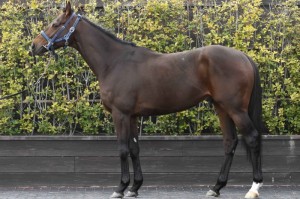 馬体のコンディション