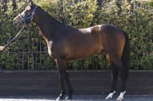 馬体のコンディション