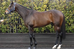 馬体のコンディション