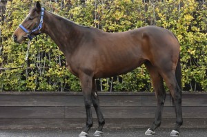 馬体のコンディション