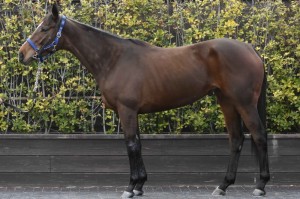 馬体のコンディション