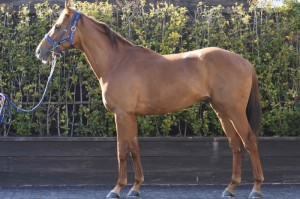 馬体のコンディション