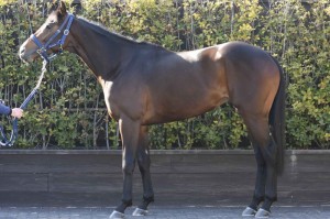 馬体のコンディション