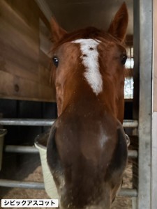 シビックアスコット