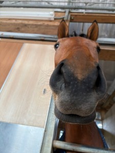 オノイヲノセテ