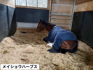 メイショウハーブス6