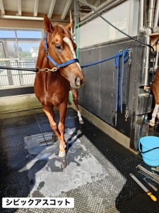 シビックアスコット2