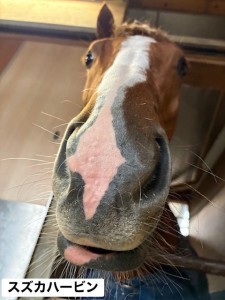 スズカハービン2