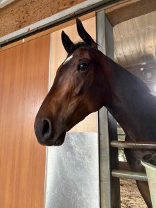 フレットローソ2