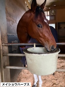 メイショウハーブス5