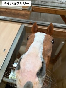 メイショウリリー2