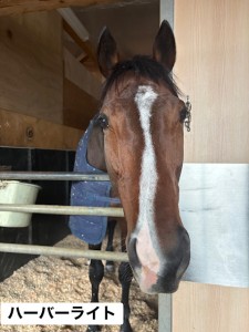 ハーバーライト3