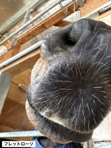 フレットローソ6