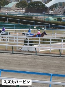 スズカハービン4