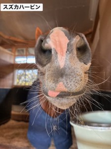 スズカハービン3