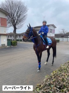 ハーバーライト