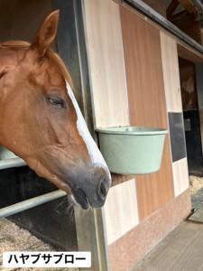 ハヤブサブロー2