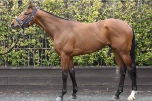 馬体のコンディション