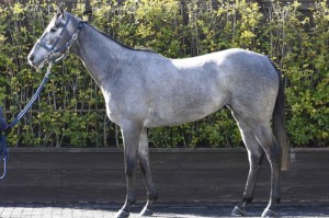 馬体のコンディション