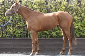 馬体のコンディション