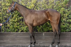 馬体のコンディション