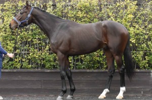 馬体のコンディション