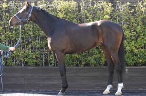 馬体のコンディション