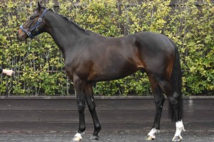 馬体のコンディション