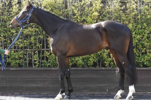 馬体のコンディション